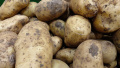 Potatoes. Photo Ukrainian News