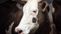 Cow. Photo: depositphotos