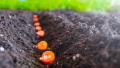 Seed areas in Ukraine in 2025 up 2.3%, but remain below 2023 level
