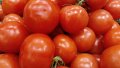 Tomatoes continue to fall in price in Ukraine