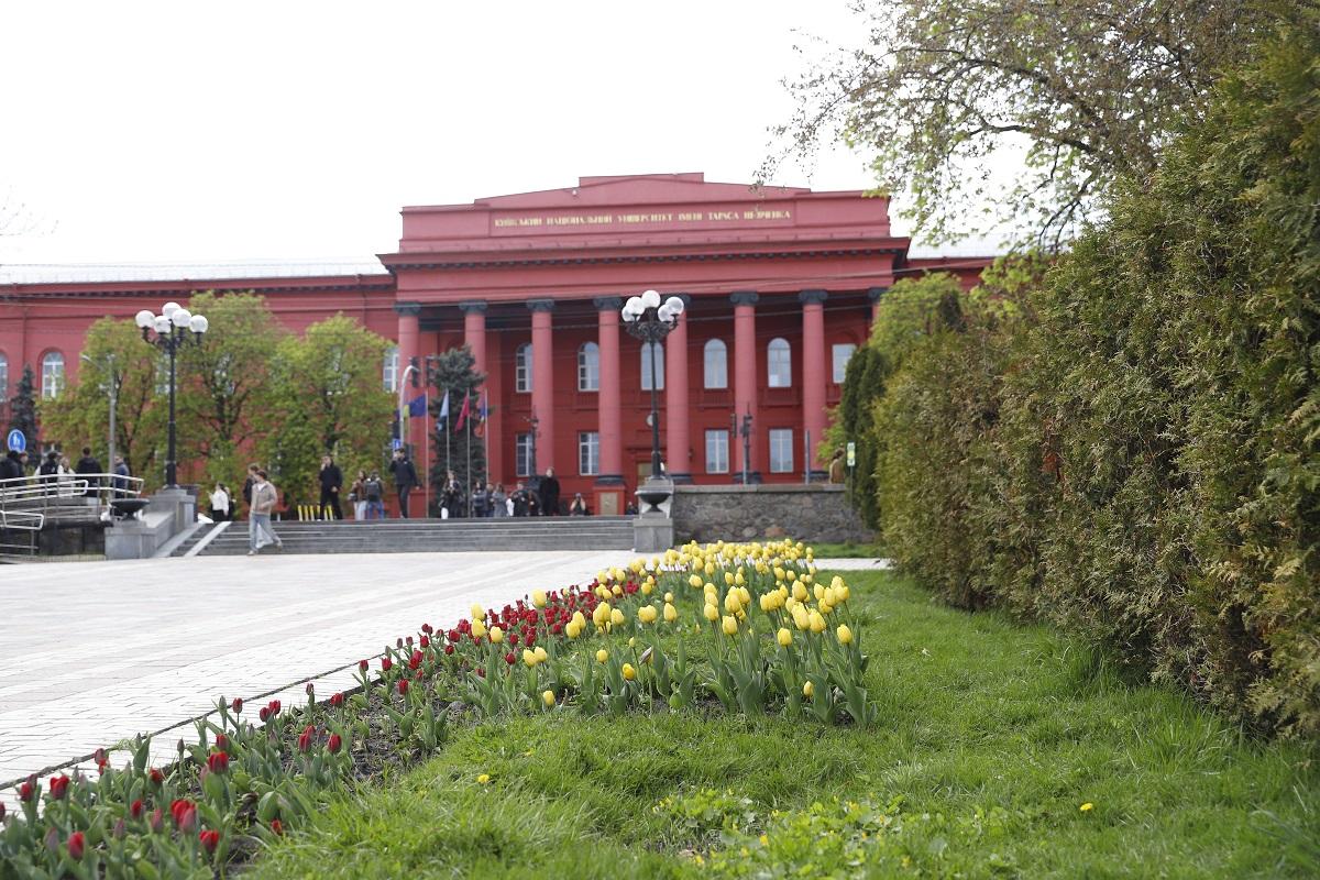 Тюльпани. Фото: Віта Олексишин