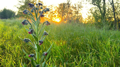 Весна. Фото: pixabay