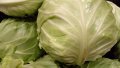Young cabbage. Photo: Ukrainian News
