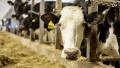 The number of cows in Ukraine is decreasing. Photo: Ukragroconsult.