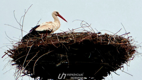 Лелека. Фото: Денис Гороховський/Українські Новини