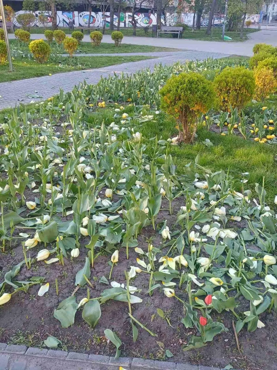 Понівечені клумби. Фото: КМДА