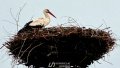 Stork. Photo: Denys Horohovskyi/Ukrainian News