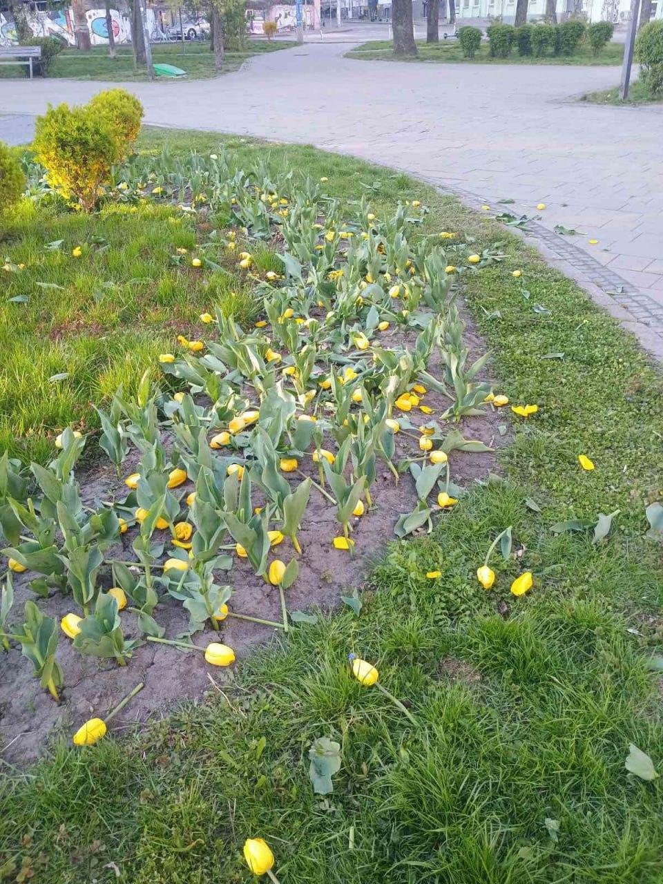 Понівечені клумби. Фото: КМДА