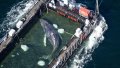 Timmy the whale. Photo: Der Spiegel.
