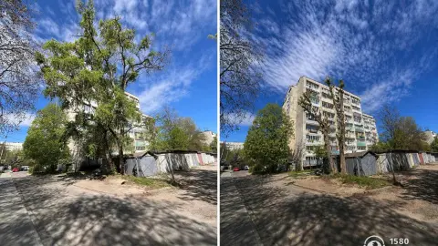 Дерево до и после обрезки искусственным интеллектом