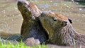 Capybaras. Photo: Kyiv City State Administration