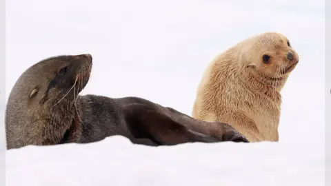 Фото: facebook.com/AntarcticCenter