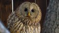 Kyiv Zoo opens new aviary with Red Book owls
