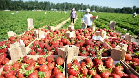 Суниця садова. Фото: EastFruit