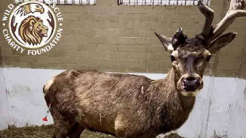 Олень Борис. Фото: Facebook/Wild Animals Rescue Center