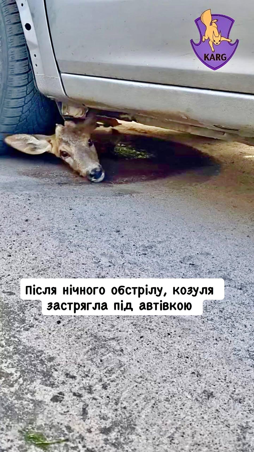 Фото: Kyiv Animal Rescue Group