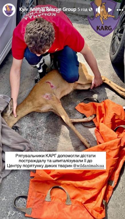 Фото: Kyiv Animal Rescue Group