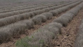 Lavender field. Photo: agrotimes.ua
