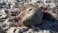 Скрин відео