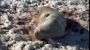 Скрин відео
