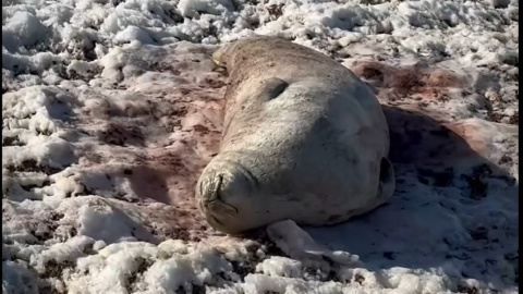 Скрин відео