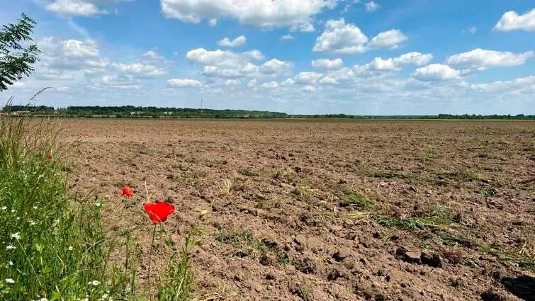 Як зараз виглядає макове поле біля Ожидова. Фото: zahid net