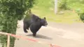 Ведмідь. Фото: скріншот відео