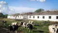 Росіяни вдарили по фермі. Фото: Сумська ОВА