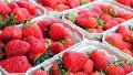 Garden strawberries. Photo: EastFruit