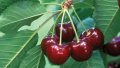 Cherry. Photo: EastFruit