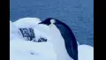 Скрин відео