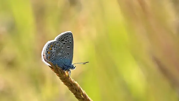 Літо. Фото: pixabay