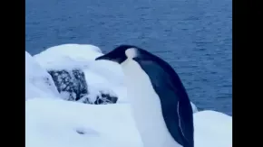 Скрин відео