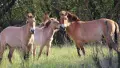 Коні Пржевальського Фото: Чорнобильський радіаційно-екологічний біосферний заповідник