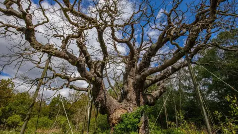 Дуб Робіна Гуда. Фото: Королівське товариство охорони птахів.