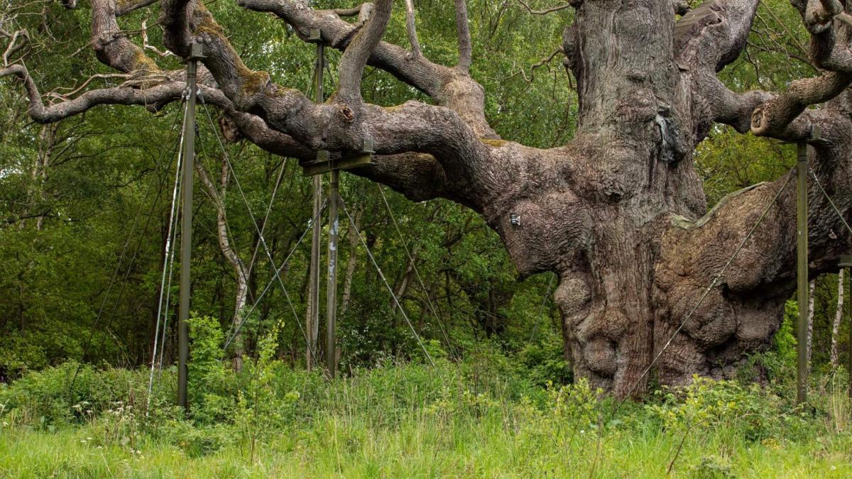 Дуб Робіна Гуда. Фото: Королівське товариство охорони птахів.