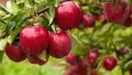 Red Delicious apple tree. Photo: AgroTimes