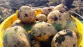 New-crop potatoes. Photo: EastFruit