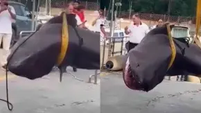 Туша тупорилої акули. Фото: скриншот з відео