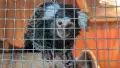 Знайдена мавпа. Фото:  RSPCA/PA