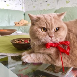 Kormotech To Start Exporting Pet Food To Lebanon And Libya