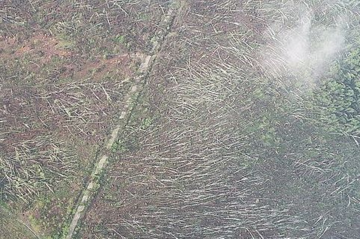 Ураган зніс ліс в Житомирській області. Фото: прес-служба Житомирського ОУЛМГ