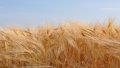 Ukraine Ups Grain And Flour Exports By 26% To 50.4 Million Tons In 2018/2019 Marketing Year - Agrarian Policy Ministry