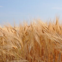 Ukraine Ups Grain And Flour Exports By 26% To 50.4 Million Tons In 2018/2019 Marketing Year - Agrarian Policy Ministry
