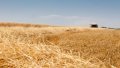 Ukraine Exhausts 2019 Quotas For Duty-Free Export Of Sugar, Wheat, And Butter To EU