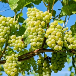 Ukraine Cuts Grape Processing Twice To 124,000 Tons In 2019 - UCAB