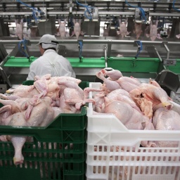 MHP Suspends Export Of Poultry Meat To EU Due To Outbreak Of Bird Flu In Vinnytsia Region