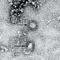 Ukrposhta Warns Of Possible Delays In Delivery Of Postal Items To China Due To 2019-nCoV Coronavirus