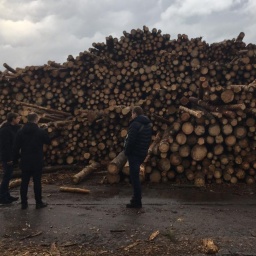 All Trade In Unprocessed Timber To Be Conducted Via Electronic Auctions – Honcharuk