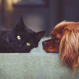 Food Safety Service Temporarily Bans Import Of Animals From China To Ukraine Due To Coronavirus